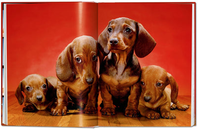 Walter Chandoha Dogs Photographs 1941–1991