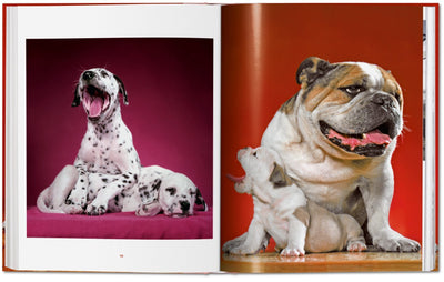 Walter Chandoha Dogs Photographs 1941–1991